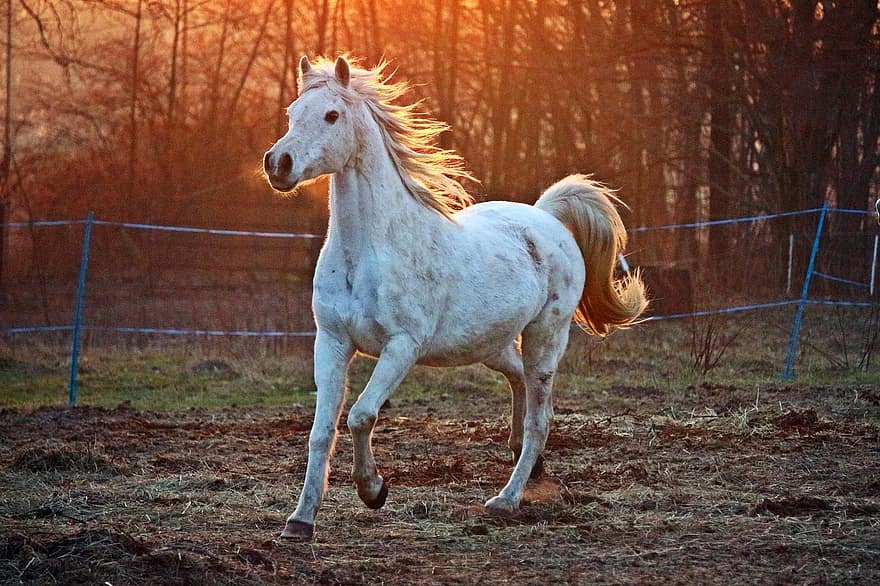 Dar alte Mann und das Pferd